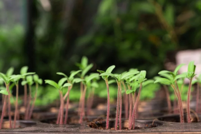 Climate Crisis and Food Security: Turkey's Agriculture Agenda is Intense