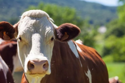 Livestock shipments continue in Ardahan