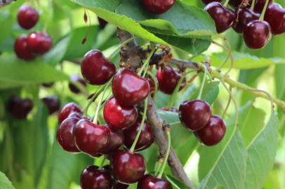 In Amasya, the cherry branches are laden, with a yield of 50,000 tons.