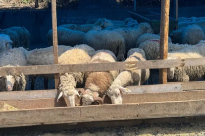 The activity has begun at the sacrificial animal market in Zonguldak