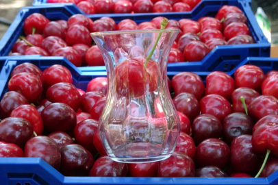 The harvest of Lapseki cherries, which do not fit into a tea glass, has begun