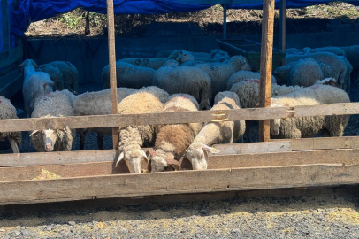 Zonguldak’ta kurbanlık pazarında hareketlilik başladı