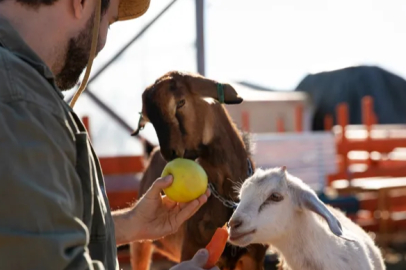 Stern control on animal transportation in Tunceli