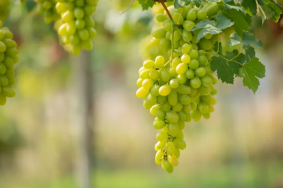 After the hailstorm, damage assessment in the vineyards has begun