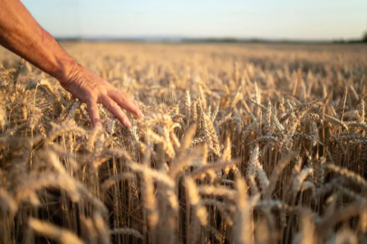 Farmers in Diyarbakır are not satisfied with the prices of cereals