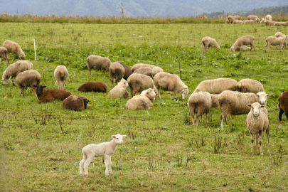 Keşan'da Tarım Fuarı bitti, kurban bayramı hareketliliği başladı