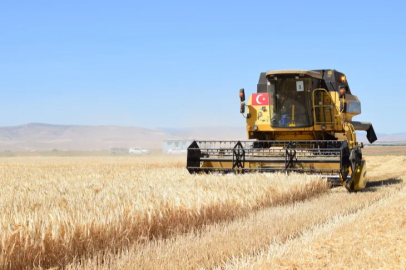 The wheat harvest has begun in Sultansuyu