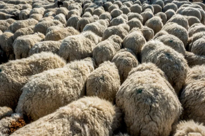 Small livestock for sacrificial animals are awaiting customers in Afyonkarahisar