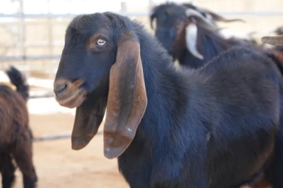 In Kilis, sacrificial animals are waiting for their customers