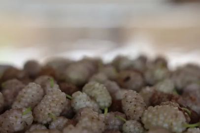 The healing journey of mulberries has begun in the heat of Adana