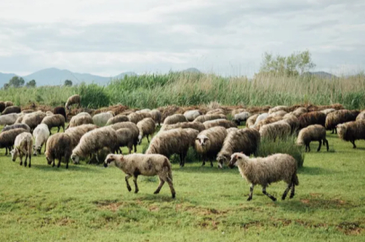 Inspection of Sacrificial Slaughter and Livestock Sale Locations Underway