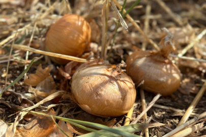 He distributed unsold onions for free, attracting hundreds of people to the field