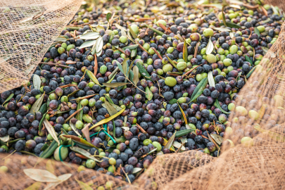 Dünyada en çok zeytin üreten 10 ülke belirlendi!