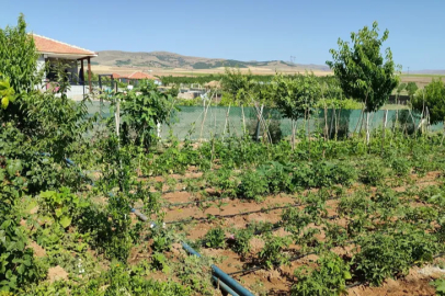 He cultivated pomegranates and figs in Kırşehir