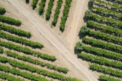 The extreme heat scorched the vineyards