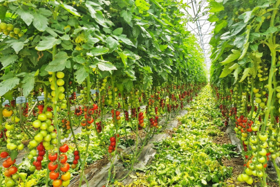 Karadeniz’in en büyük sebze serasında ilk domates hasadı yapıldı