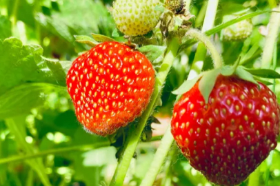 From soil previously thought to be unsuitable for strawberry cultivation, 400 tons of yield were obtained in one year