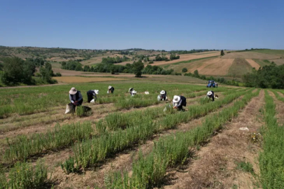 Thyme harvest has started in Kocaeli