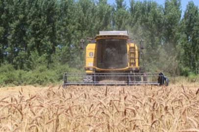 The local seed 'Taner' has become the hope of farmers at the market