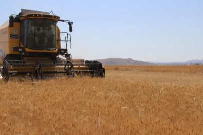 Harvesting operations are continuing with the combine harvester