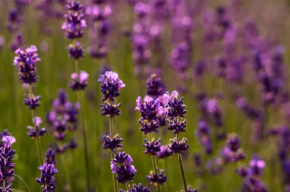 Lavender harvesting has begun in Hasankeyf