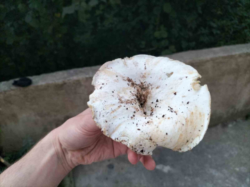 Ordu’da dağ mantarı sezonu açıldı