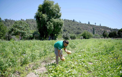 Adabahçe’yi yazın bereketi sardı