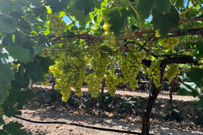 Superior Seedless üzüm için hasat ve ihraç tarihleri belirlendi