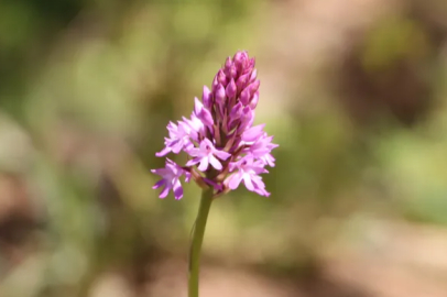 Salep production will take place in Siirt