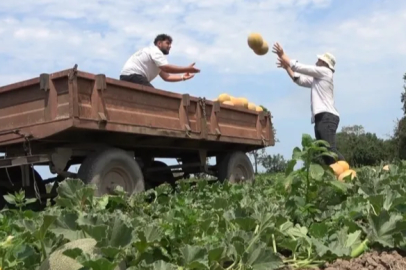 The melon and watermelon harvest has begun in the Bafra Plain