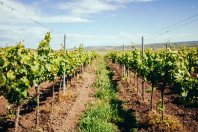 Organic viticulture continues in Yunusemre