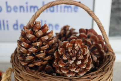 Muğla’da çam fıstığı paneli düzenlendi