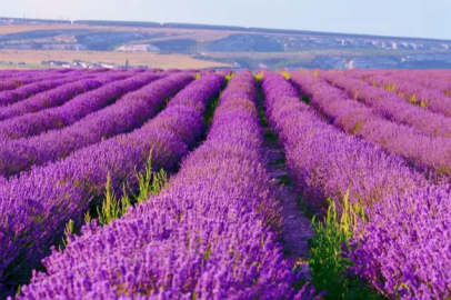 Lavender both fascinates and provides assistance to students