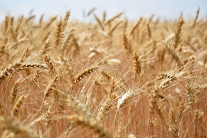 The direct seeding period in the stubble fields in Hüyük is beginning