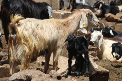 Livestock farmers affected by the earthquake in Gaziantep continue production