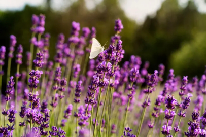 In Yozgat, lavender cultivation has become the producer's favorite