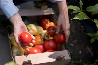 With the support of OKA, the first harvest was made in the greenhouse established in Kargı