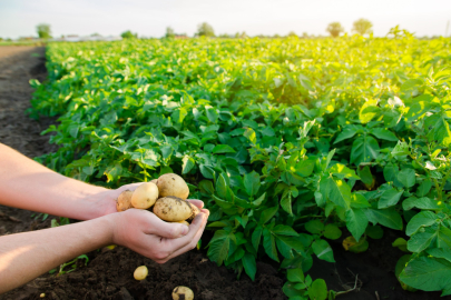 Emet’te üreticiler patates ve gübreleme için bilgilendirildi