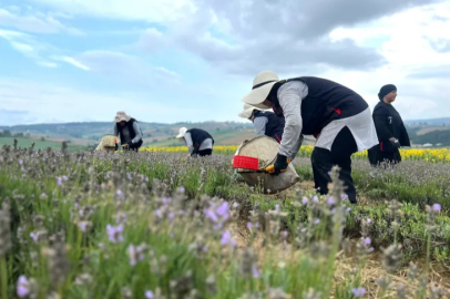 Lavender harvesting has begun in the purple fields of Kocaeli