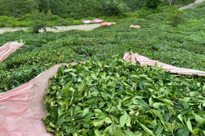 ÇAYKUR günlük çay alım kontenjanını tekrar 25 kilograma çıkarttı