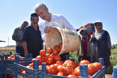 Tahmazoğlu çiftçilerle tarlada domates topladı