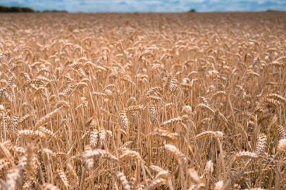 The wheat harvest for breadmaking in Tomarza is proceeding at full speed