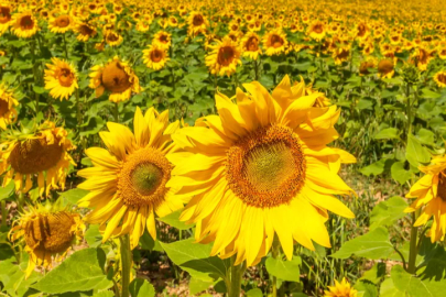 Drought has reduced the sunflower yield by more than 50%