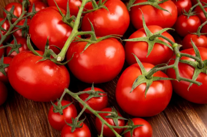 Tomato production is being carried out in open fields in Kahramanmaraş