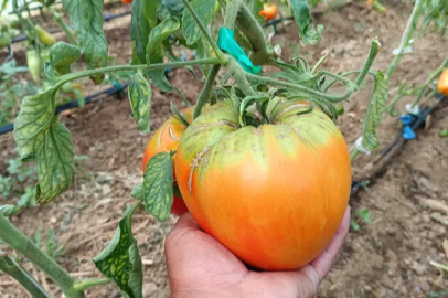 This year's goal is a 2-kilogram tomato