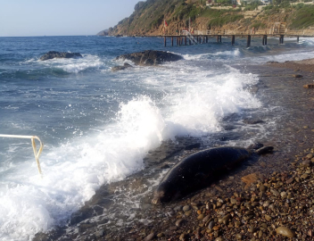 Bodrum’da üzücü anlar: 50 metre açıldı, ters dönüp sahile vurdu