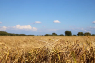 High yield in wheat in Yüksekova