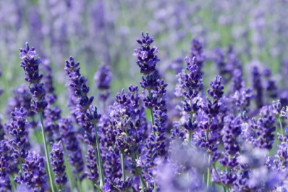 He planted lavender in the field inherited from his father and achieved a 90% yield