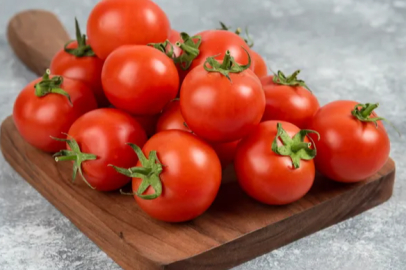 Harvesting tomatoes with horses and mules