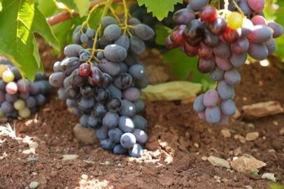 In Kilis, grape harvesting has begun at the zero point of the border